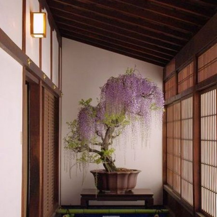 Глициния в интерьере