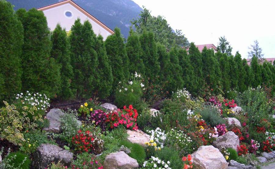 Эдельвейс Альпийский в ландшафтном дизайне