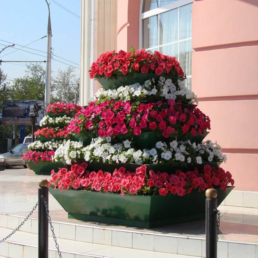 Каскадные петунии в цветнике