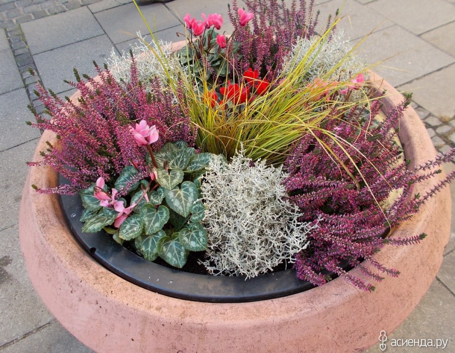 Вереск на клумбе