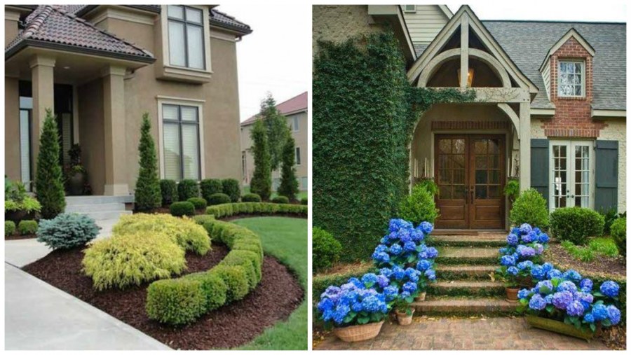 Озеленение хвойниками двор многоэтажного дома