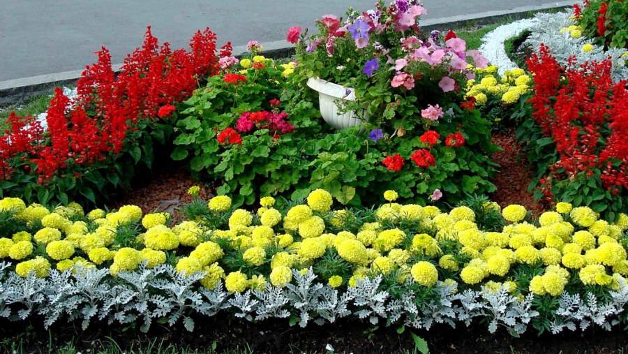 Палисадник Энфилд