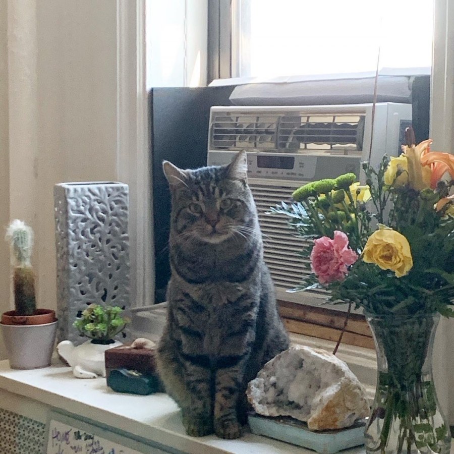 Дизайн интерьера Панда