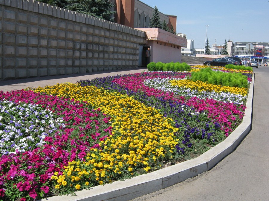 Клумба кохия Астра петуния