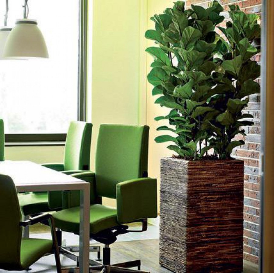 Растения для офиса