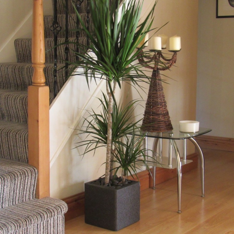 Пальма Драцена Маргината в интерьере