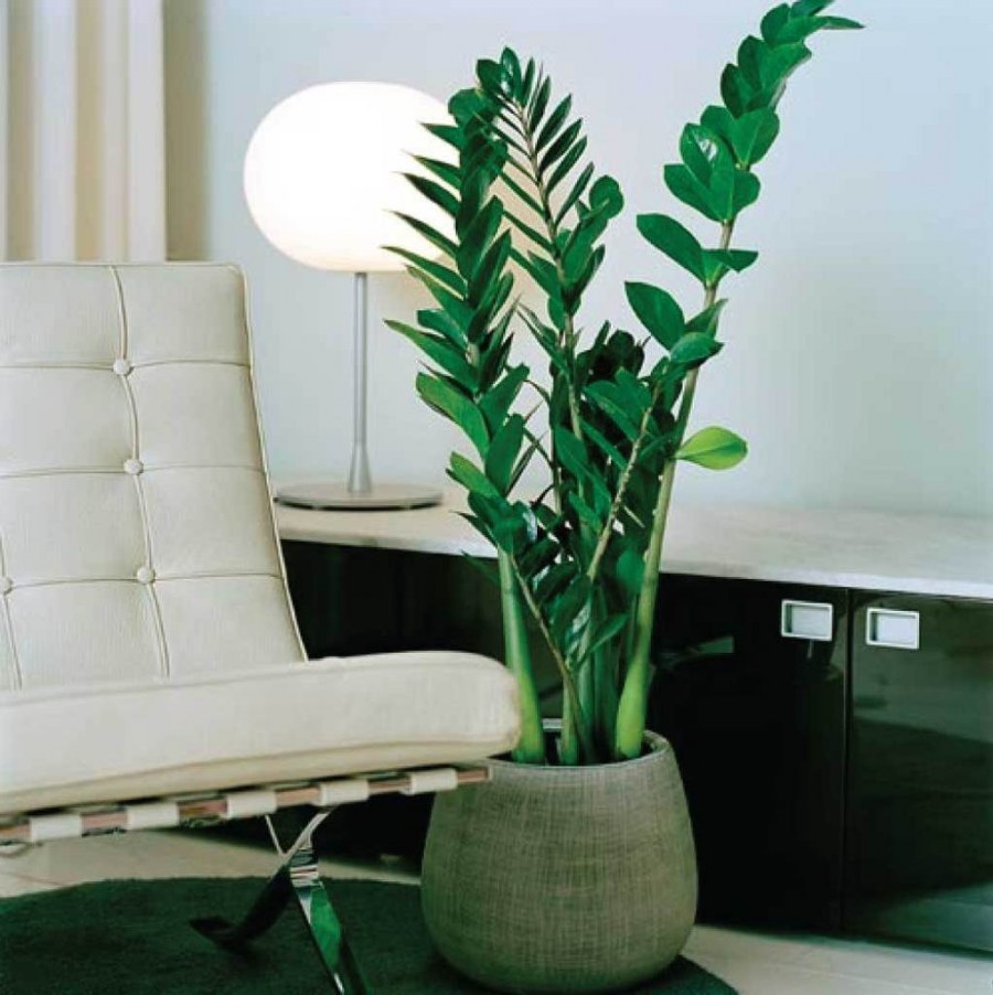 Замиокулькас и монстера