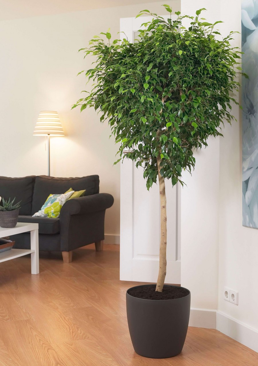 Фикус Бенджамина дерево