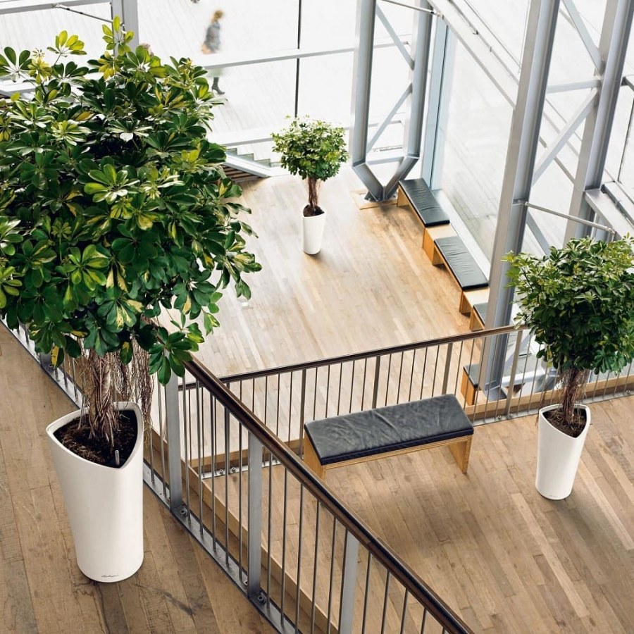 Шеффлера + Lechuza