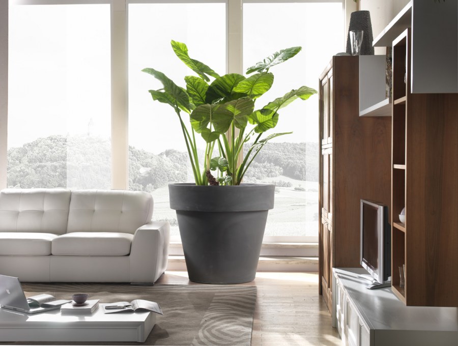 Живые растения в интерьере