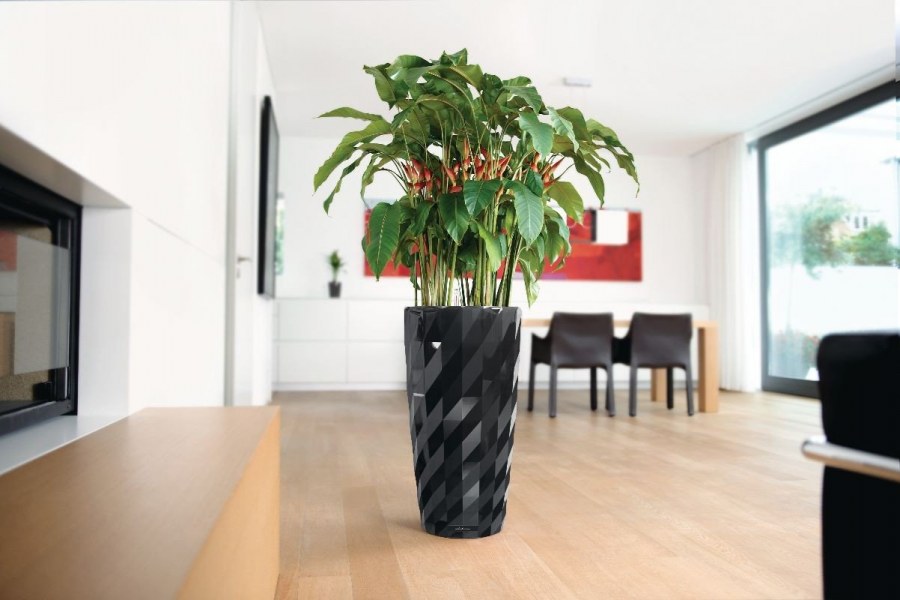 Бильбергия Lechuza