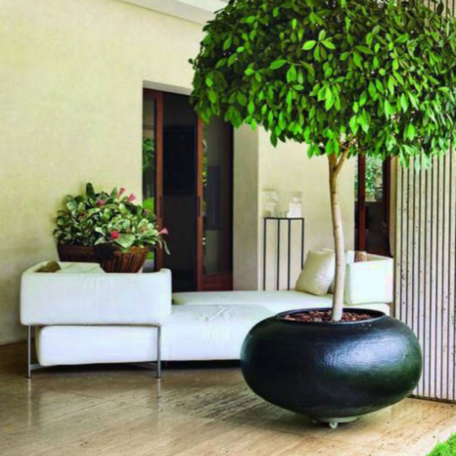 Фикус Бенджамина в интерьере