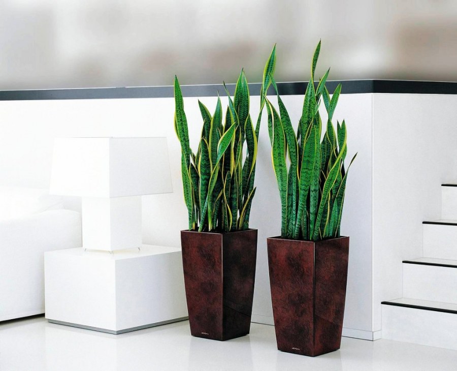 Сансевиерия + Lechuza