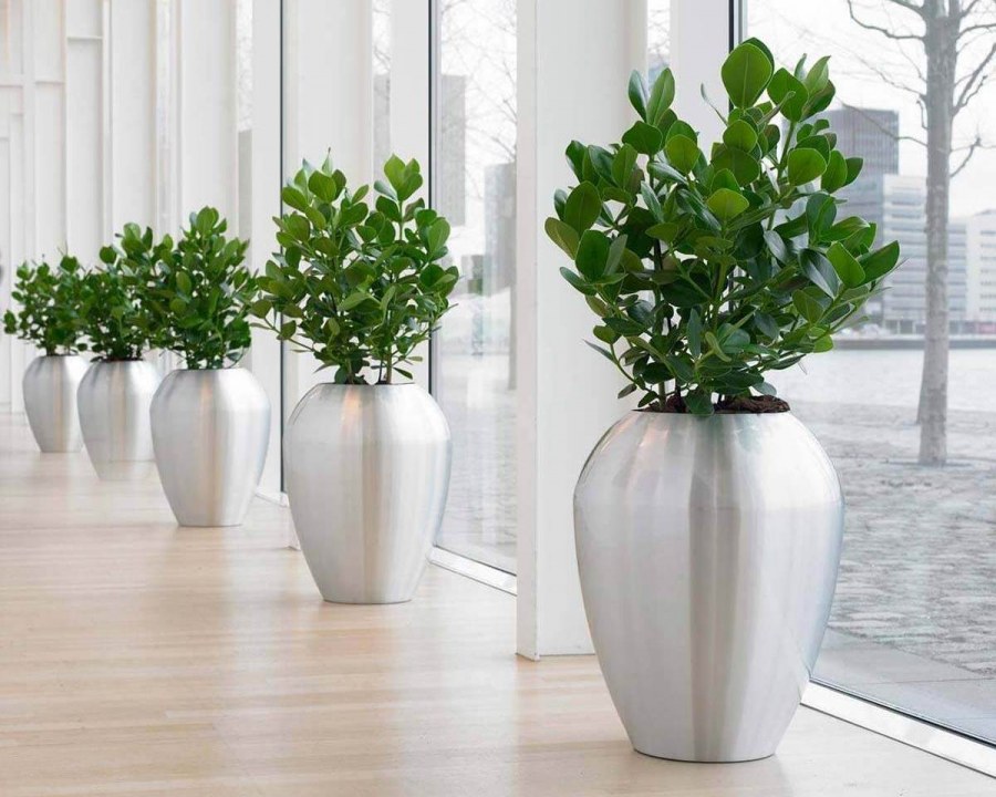 Цветок Клузия Росеа принцесс