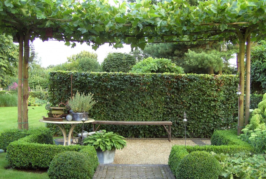 Патио с живой изгородью