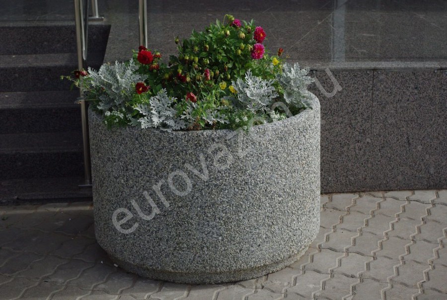 Вазон Александрия