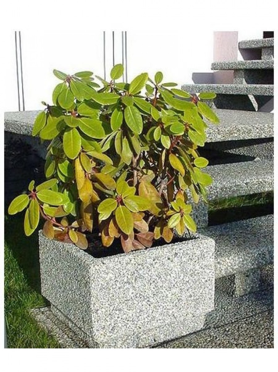 Вазон Кварента