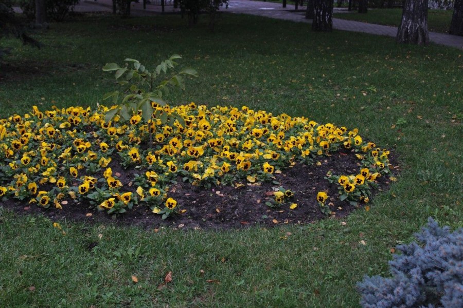 Спирали Цветочная клумба