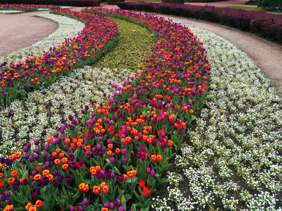 Весенники клумба