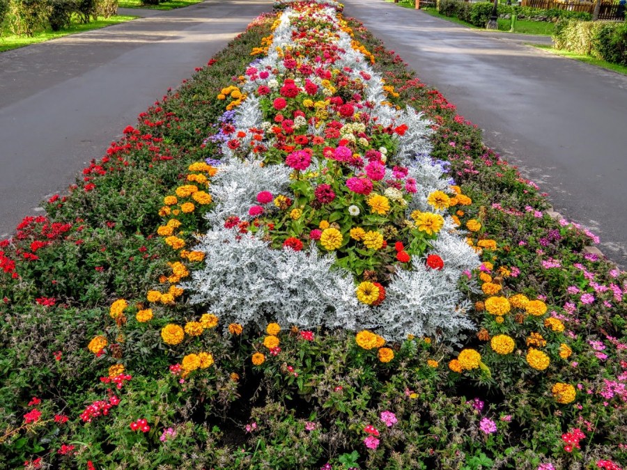 Желтые цветы в клумбах Москвы