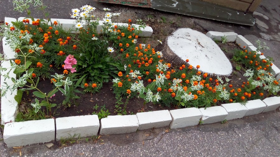 Городские клумбы фото и названия цветов