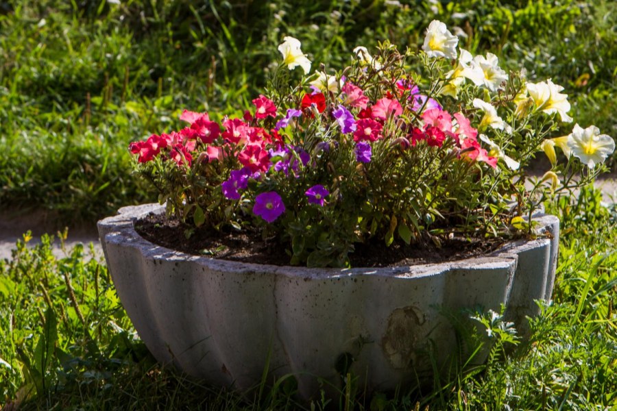 Цветы Израиля в клумбах