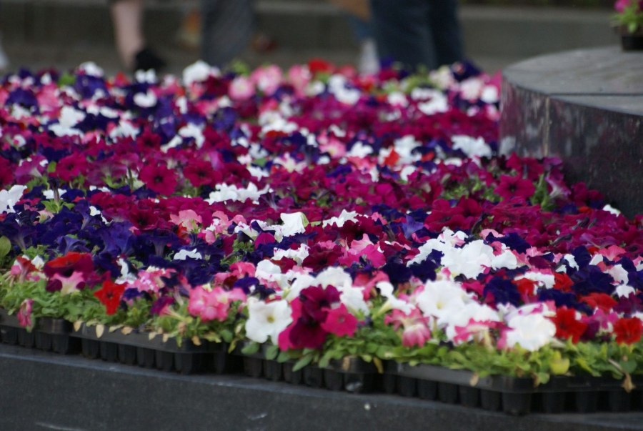 Клумбы Крестовского острова