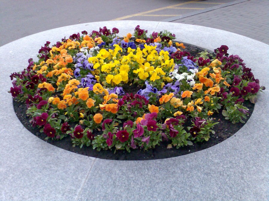 Овальная клумба из однолетников