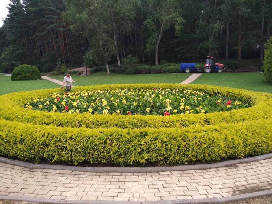 Бархатцы бордюрные низкорослые