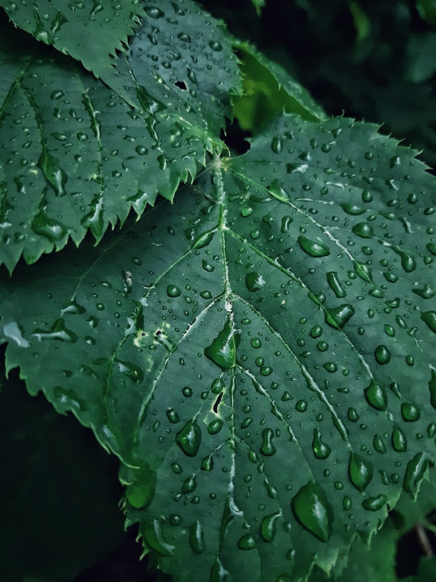 Зеленые домики возле школы 1631