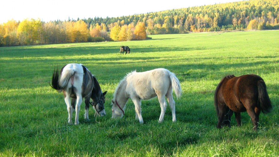 Храм мучениц веры надежды Любови деревня Пчелка Мытищинский район