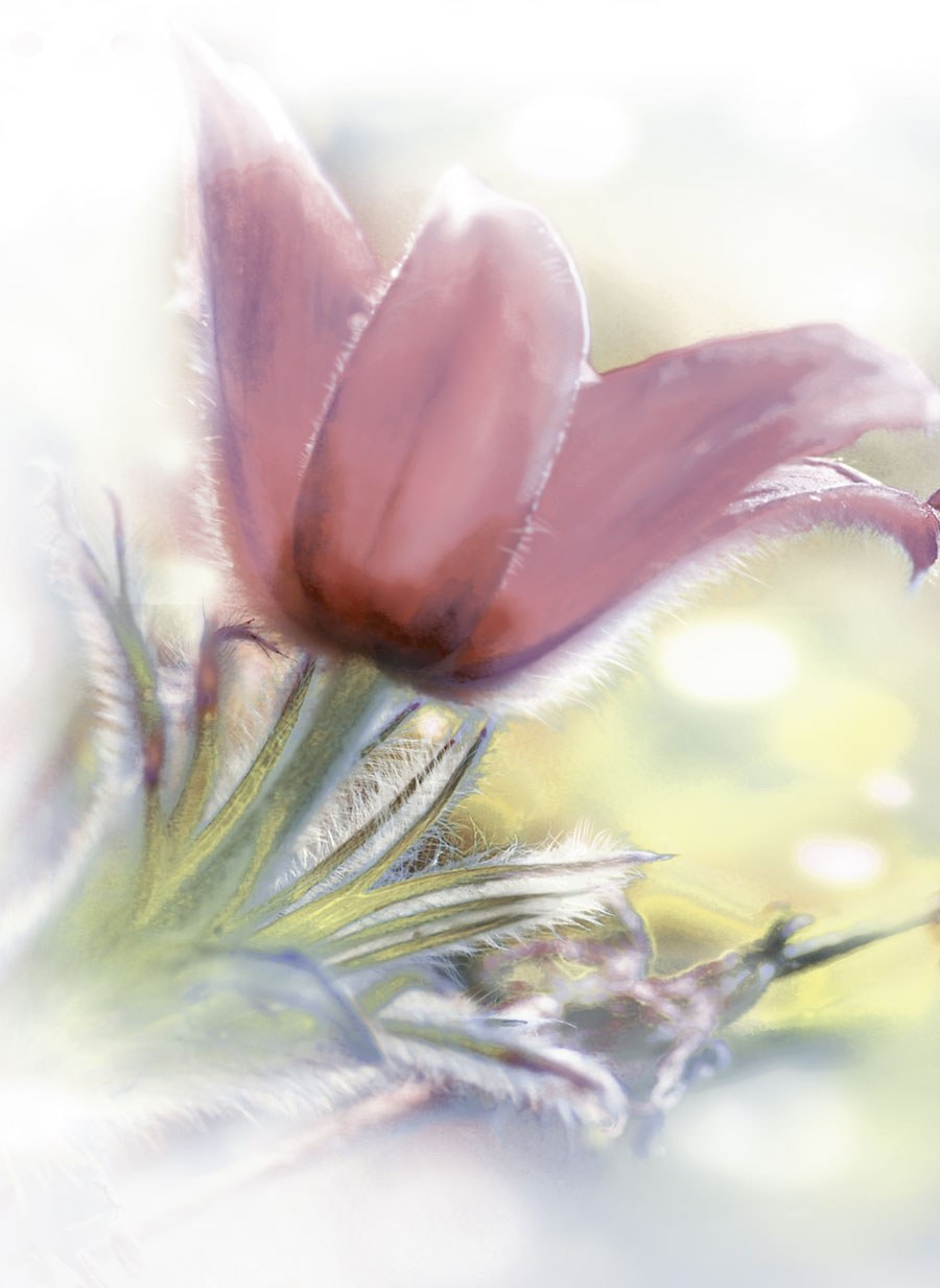 Коллекция Lima Mallol