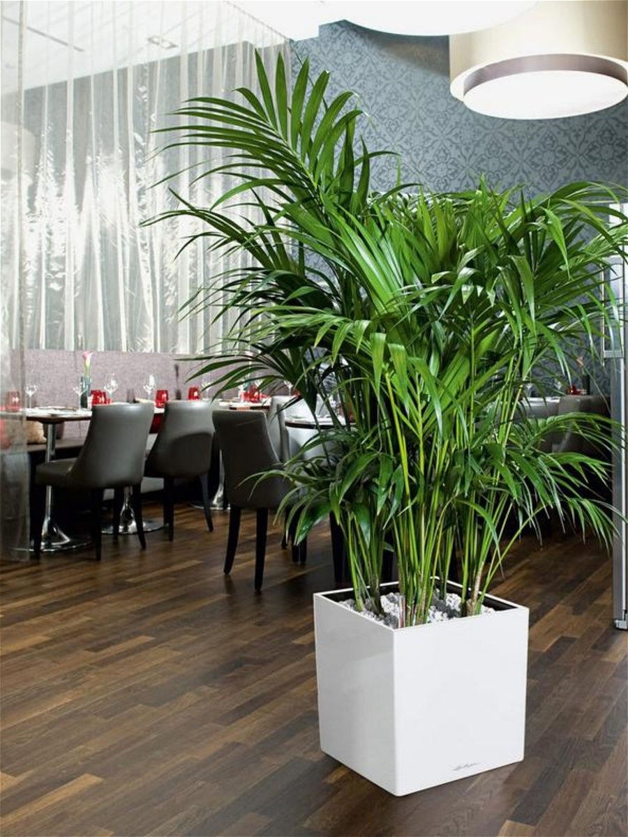 Арека Хризалидокарпус