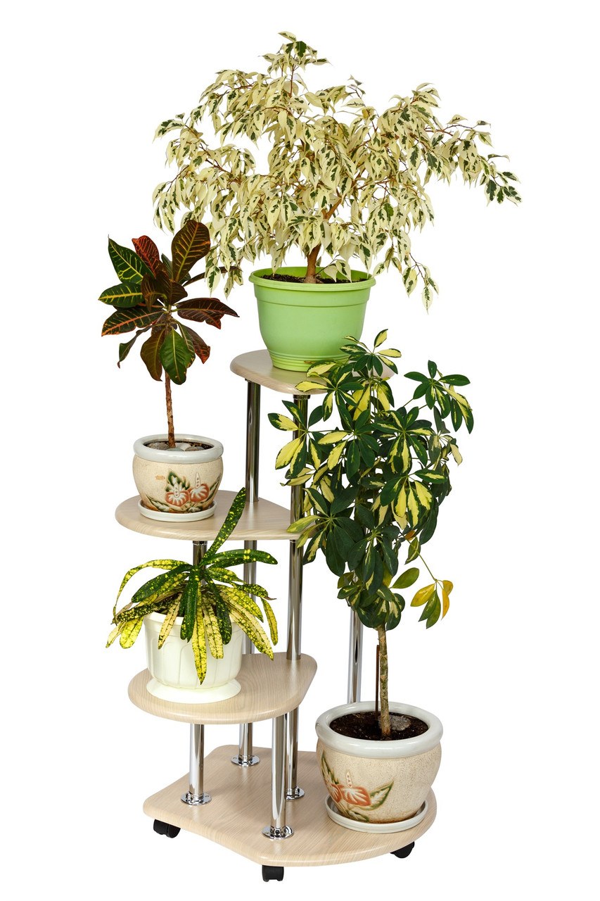 Цветочница Стелла Лиана