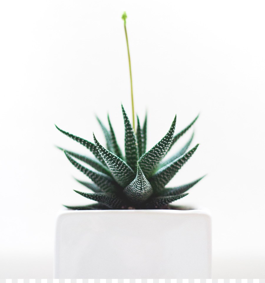 Эвкалипт Эстетика