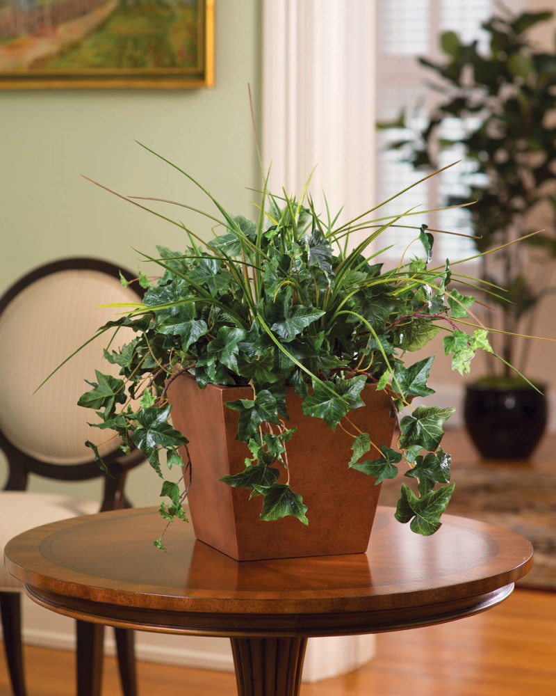 Хлорофитум папоротник горшок