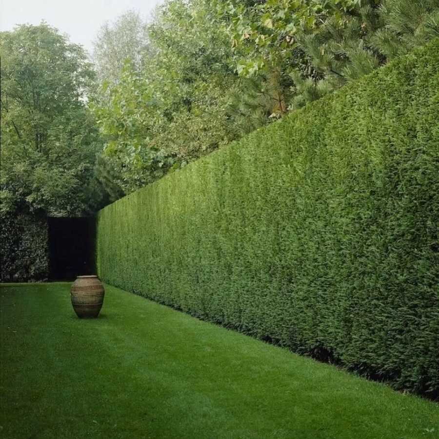 Девичий виноград Грефшейм