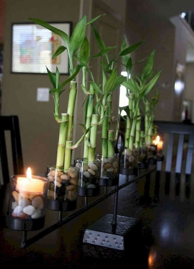 Бамбук комнатный в интерьере