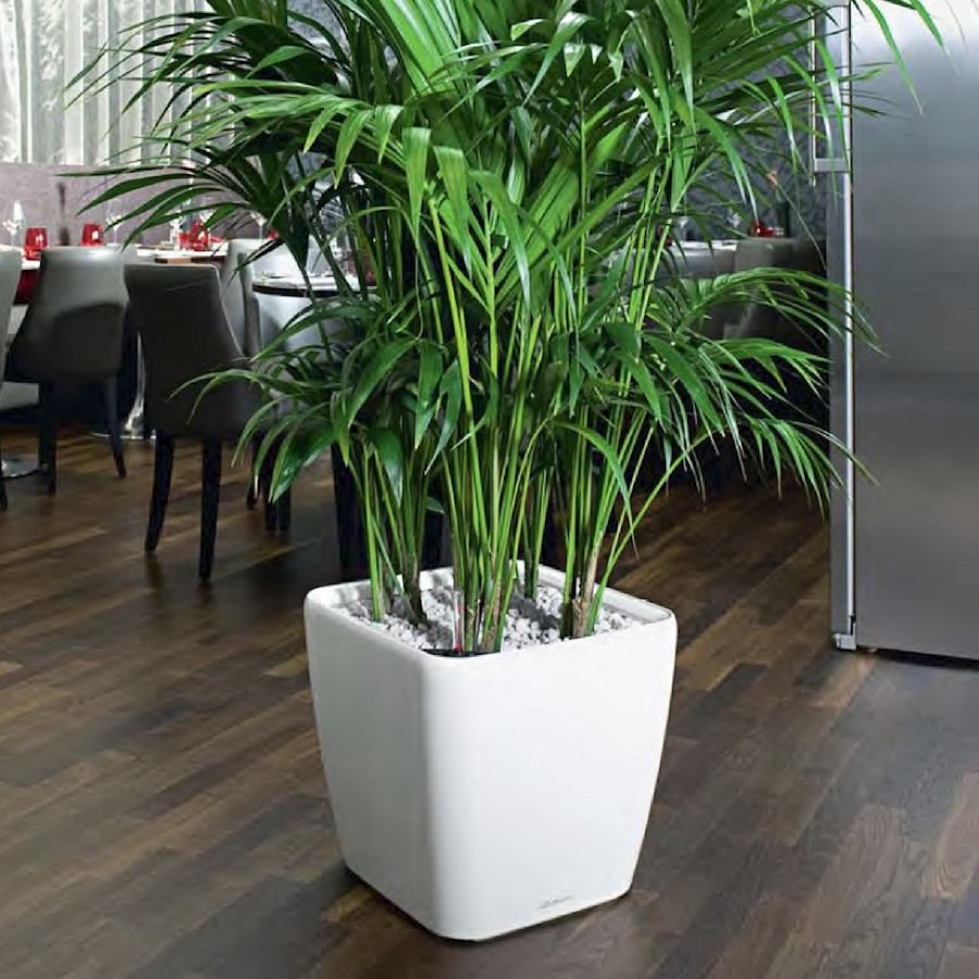 Ховея Кентия