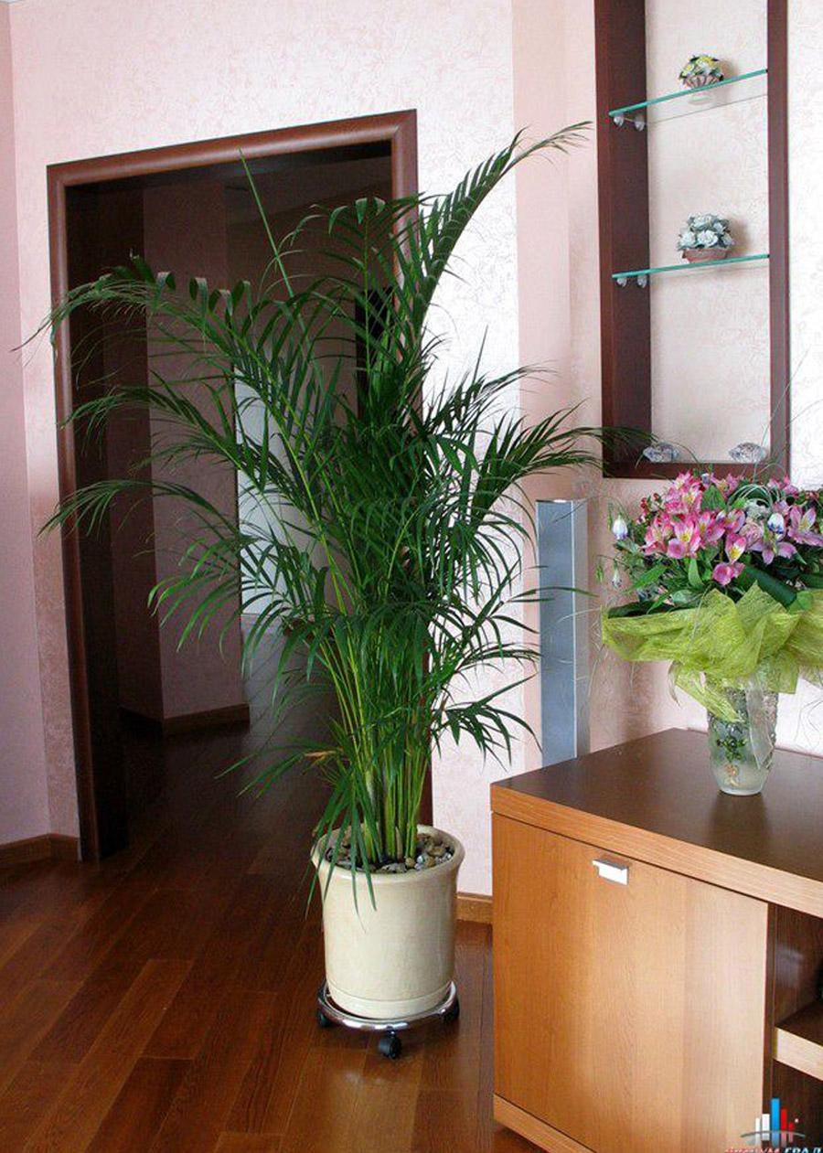 Ховея Форстера в интерьере