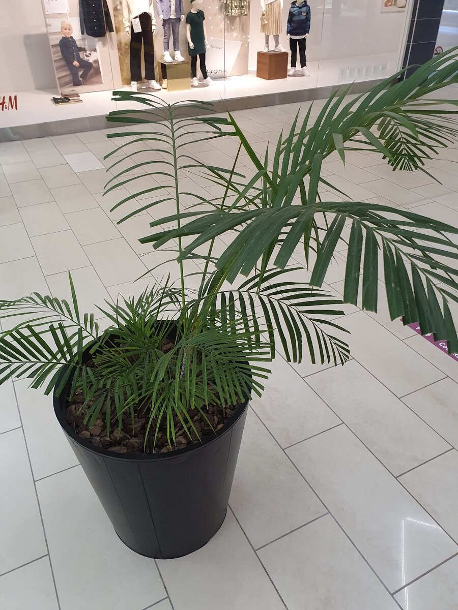 Ховея Форстера (Кентия)