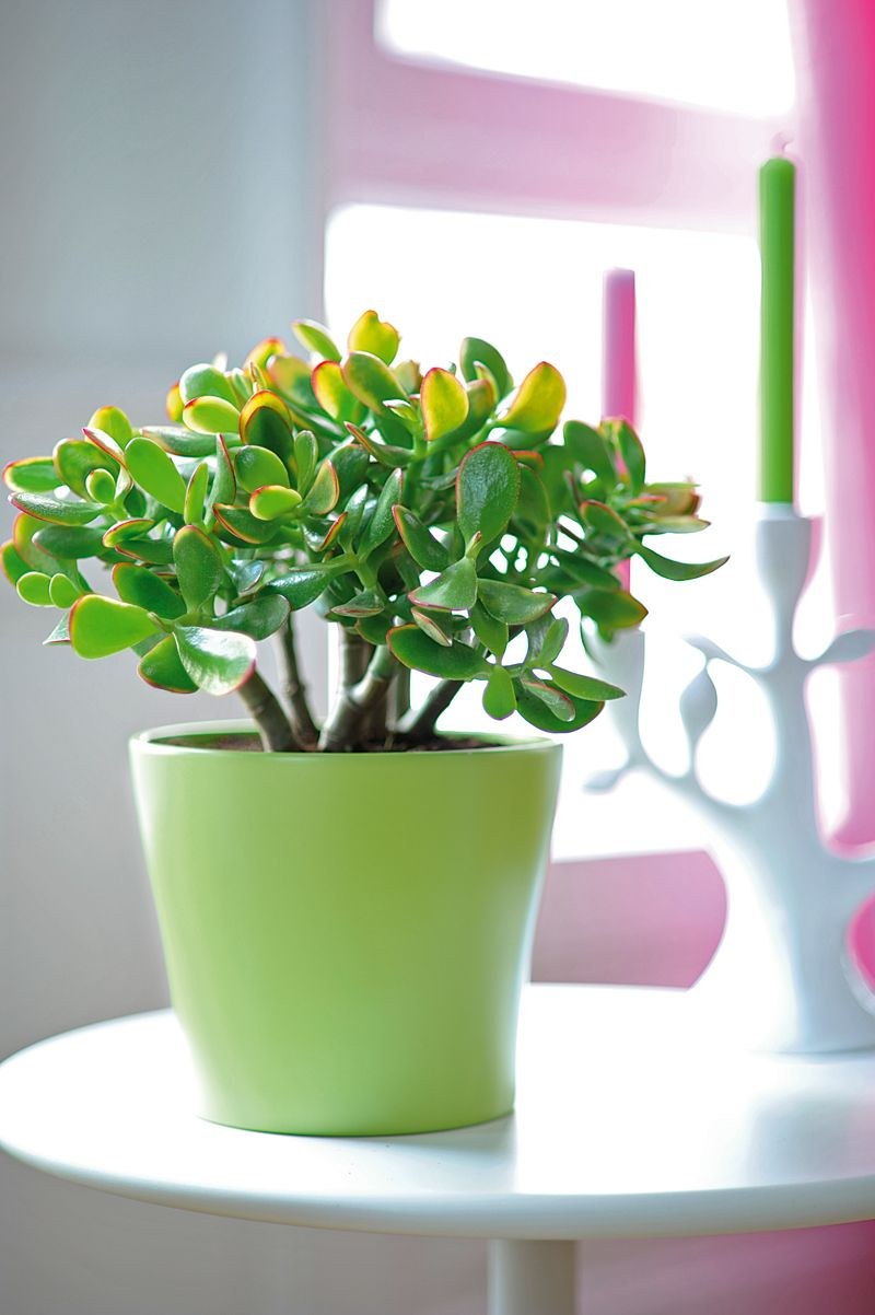 Денежное дерево