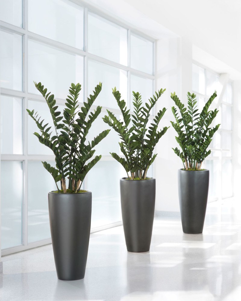 Zamioculcas zamiifolia Zanzibar