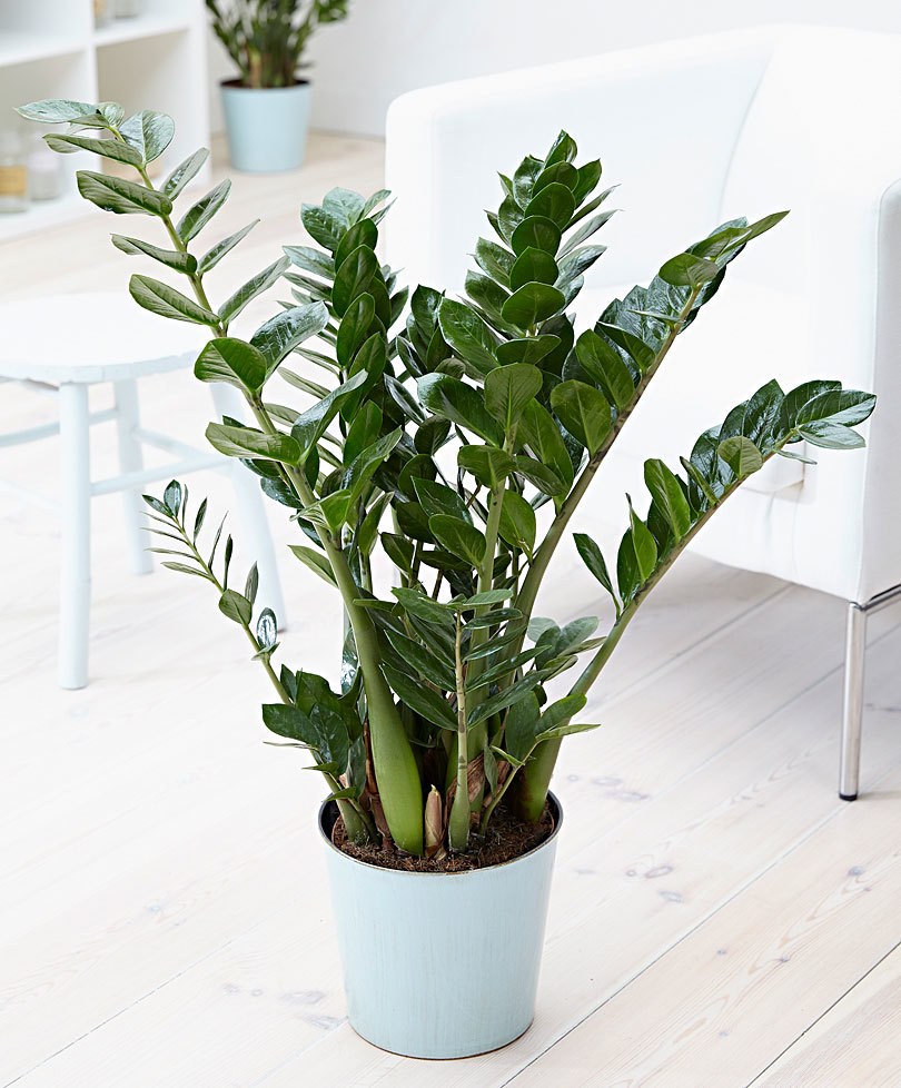 Замиокулькас горшочек