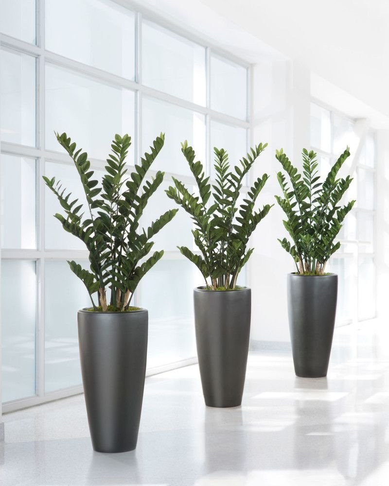 Замиокулькас долларовое дерево