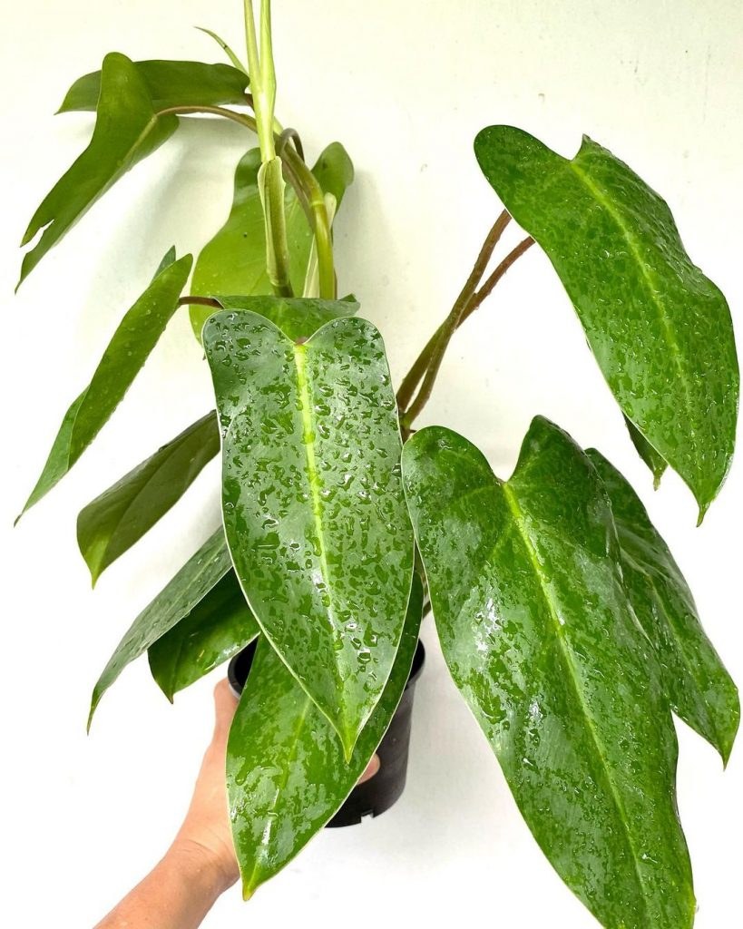 Филодендрон эрубесценс