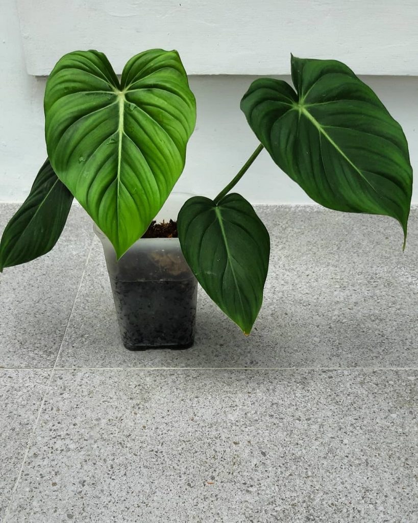 Филодендрон MCDOWELL