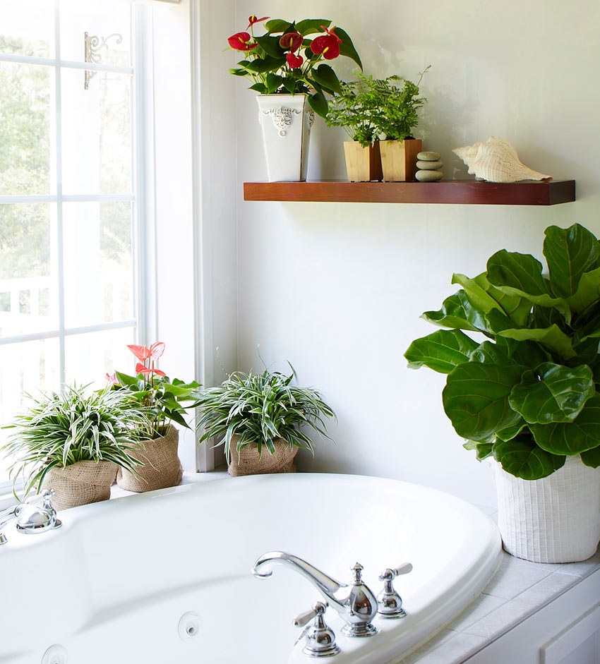 Розеточные растения в интерьере