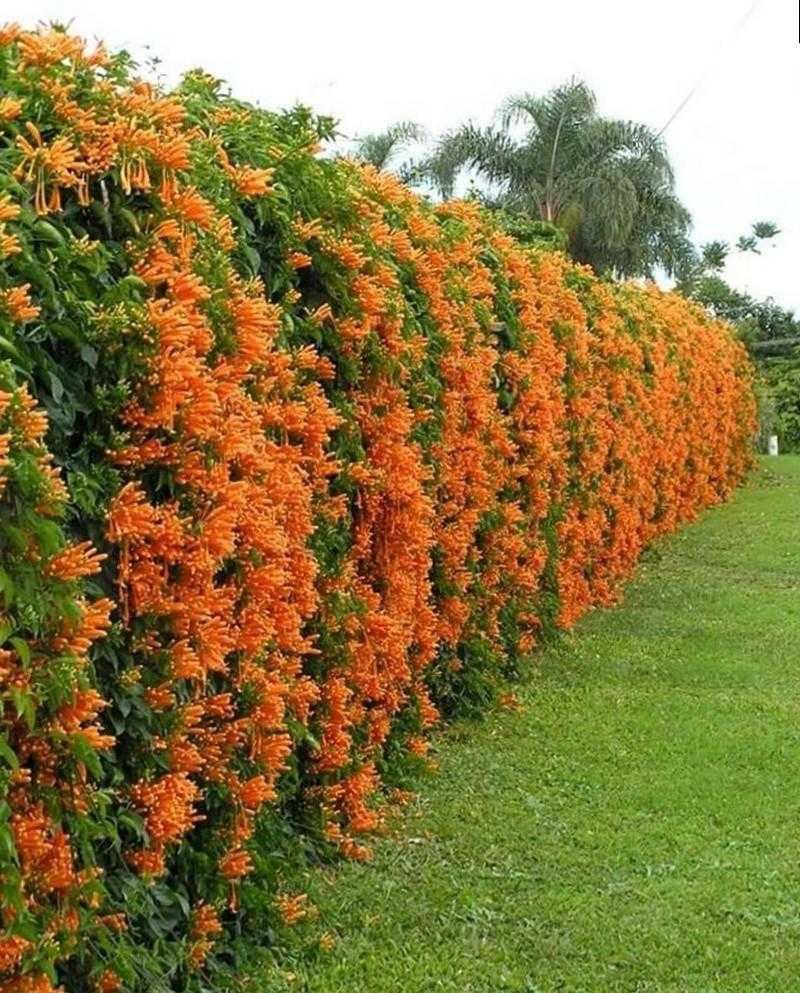 Лиана многолетняя кампсис