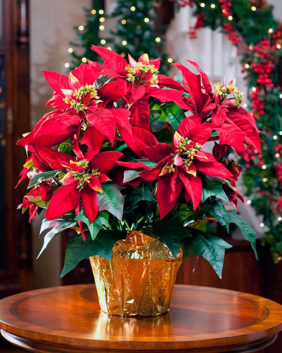 Азалия комнатная